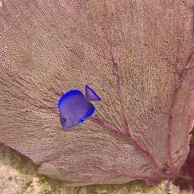 blue tang with sea fan